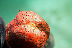 Holothuria edulis