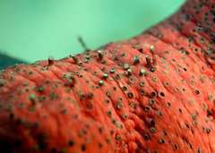 Holothuria edulis
