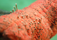 Holothuria edulis