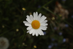 Leucanthemum vulgare