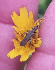 Oedemera