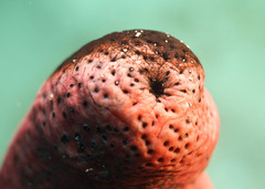 Holothuria edulis