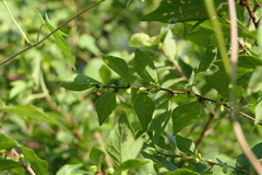 Bridelia montana