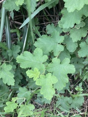 Rubus nagasawanus