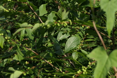 Bridelia montana