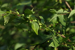 Bridelia montana