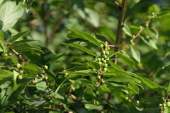 Bridelia montana