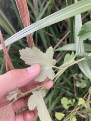 Rubus nagasawanus