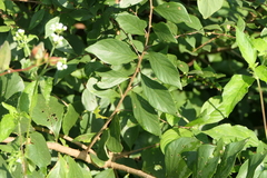 Bridelia montana