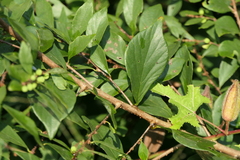 Bridelia montana