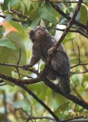 Callithrix jacchus × penicillata