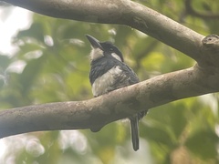 Notharchus pectoralis