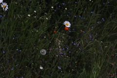 Leucanthemum vulgare