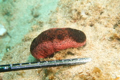 Holothuria edulis