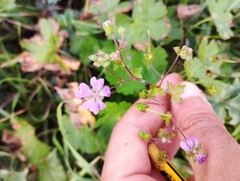 Geranium pusillum