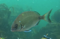 Diplodus