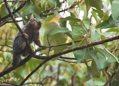 Callithrix jacchus × penicillata