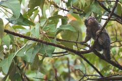 Callithrix jacchus × penicillata