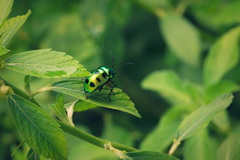 Chrysocoris stollii