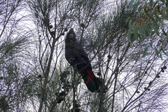 Calyptorhynchus lathami