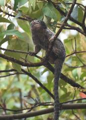 Callithrix jacchus × penicillata