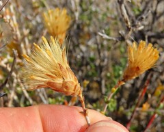 Pegolettia
