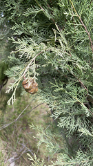 Cupressus sempervirens