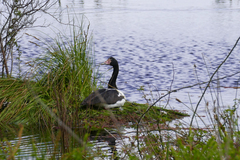 Anseranas semipalmata