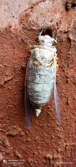 Quesada gigas