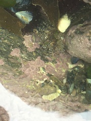 Aulactinia verrucosa