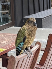 Nestor notabilis