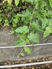 Rubus arachnoideus