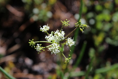 Ottoa oenanthoides