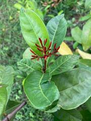 Ixora