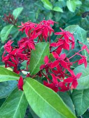 Ixora