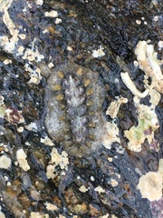 Acanthochitona fascicularis