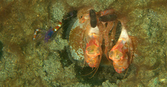 Stenopus tenuirostris