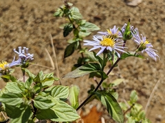 Symphyotrichum puniceum