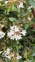 Abelia × grandiflora