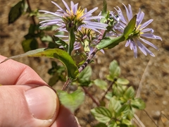 Symphyotrichum puniceum