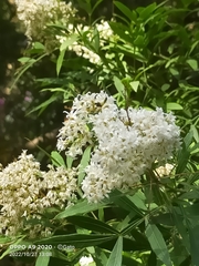 Ligustrum vulgare