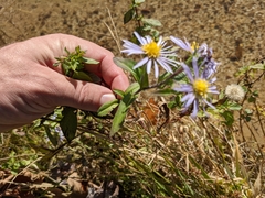 Symphyotrichum puniceum