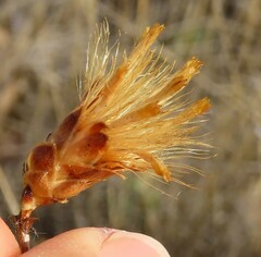 Pegolettia
