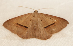 Isturgia penthearia