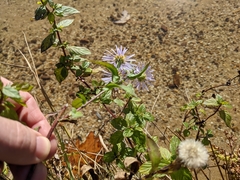 Symphyotrichum puniceum