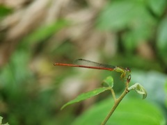 Ceriagrion chaoi