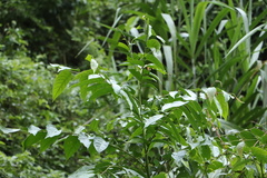 Glochidion lanceolatum