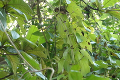 Dioscorea alata
