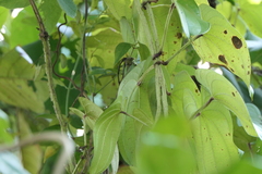 Dioscorea alata