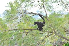Ateles fusciceps